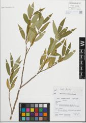 Foto von Salix fragilis L.
